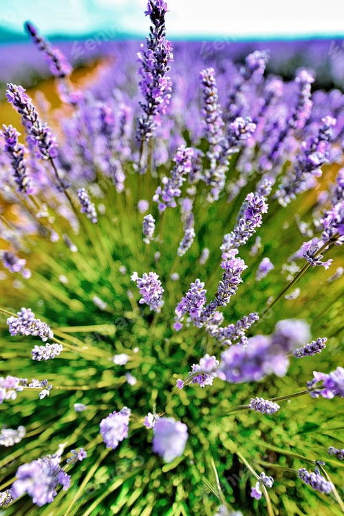 Preview: Fields of lavender....