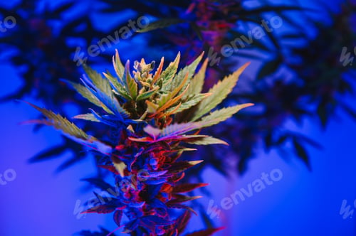 Preview: Marijuana medicinal plant in light pastel colors.