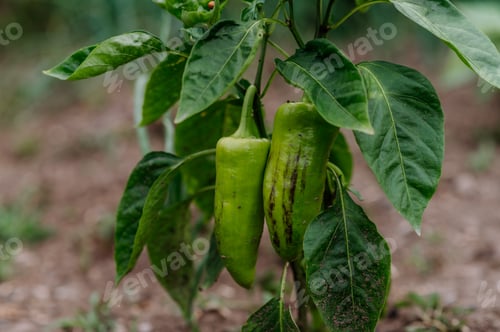 Preview: Small bell pepper plant growing in raised vegetable garden bed.