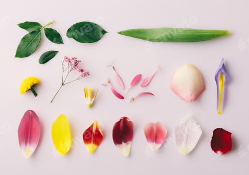 Preview: Parts of flower - petals and leaves floral collection. View from above, flat lay