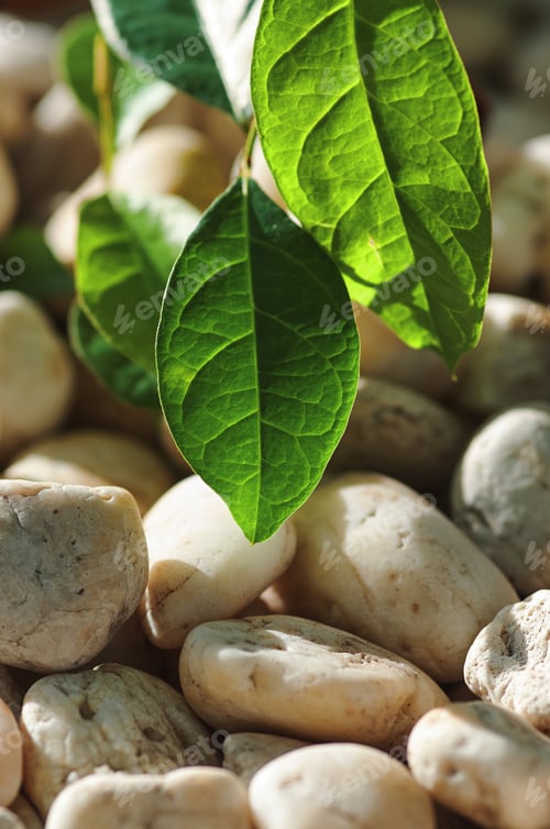 Preview: Green leaf and white pebble
