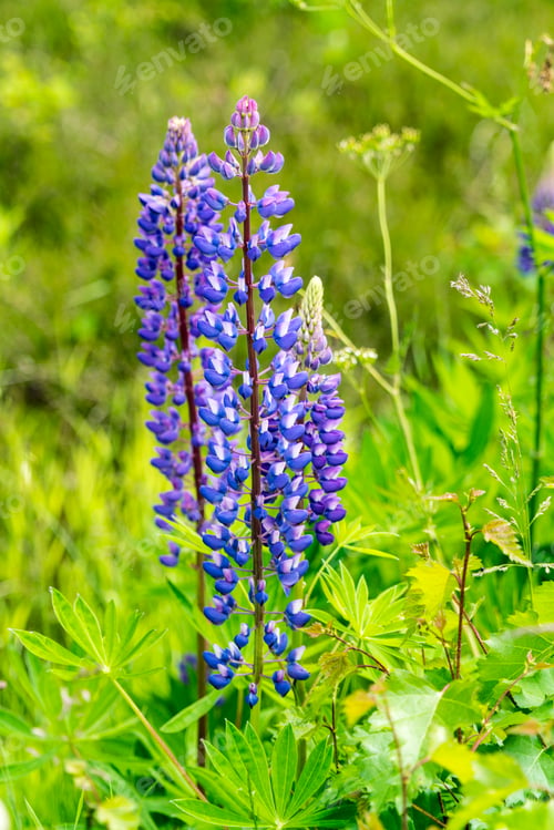 Preview: PurpleÊlupinsÊ(LupinusÊpolyphyllus)Êgrowing in meadow