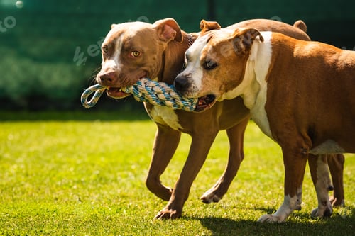 Preview: Two dogs amstaff terrier playing tog of war outside. Young and old dog fun in backyard