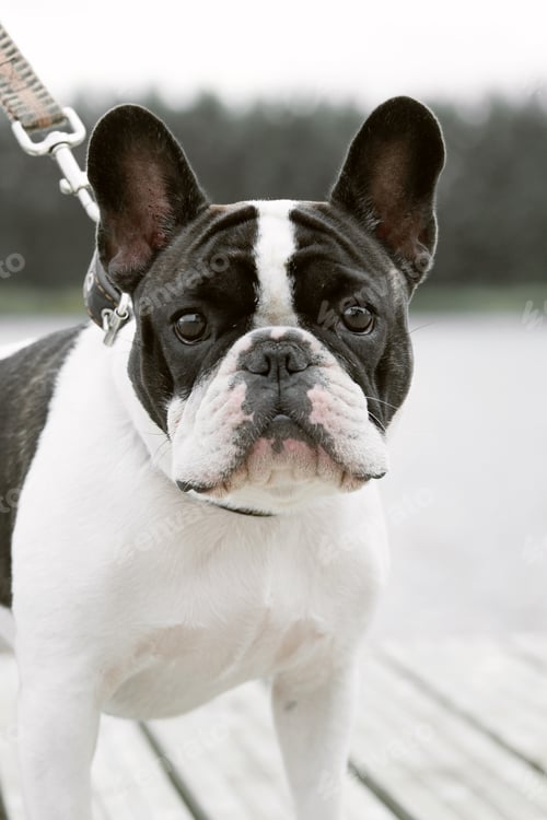 Preview: A pied colored French bulldog dog walks in nature near the pier.