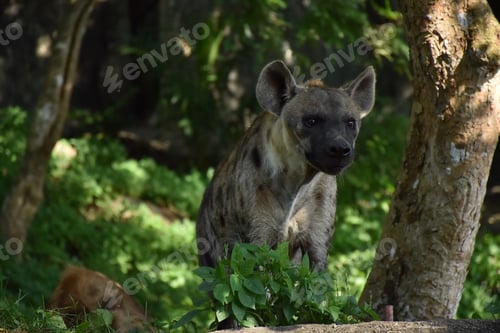 Preview: close up face of hyena and eye looking to hunting