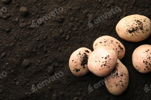 Preview: Many raw potatoes on soil, top view and space for text. Root vegetable