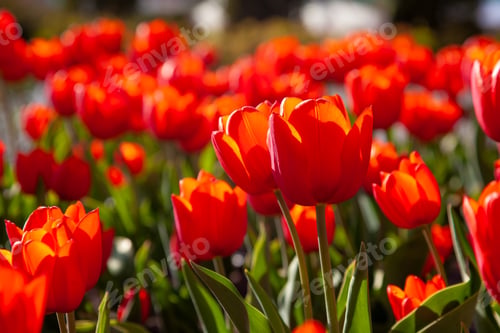 Preview: Red tulips background. Beautiful tulip in the meadow. Flower bud in spring in the sunlight
