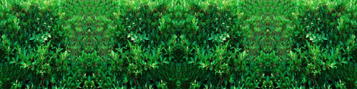 Preview: Leaf plant green color garden background wallpaper empty blank tree natural spring summer season tim