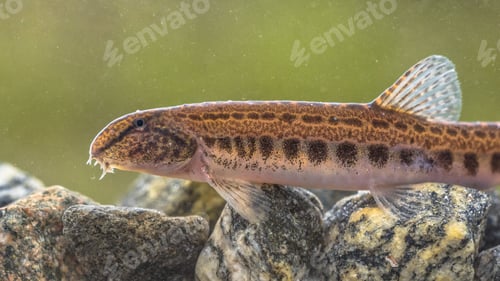 Preview: Spined loach in water
