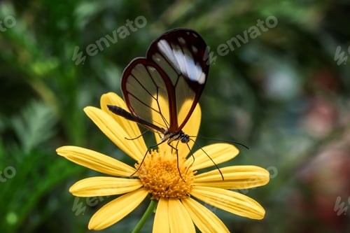 Preview: closeup Glasswing Butterfly (Greta oto) feeding on a flower in the forest of Mindo, Ecuador