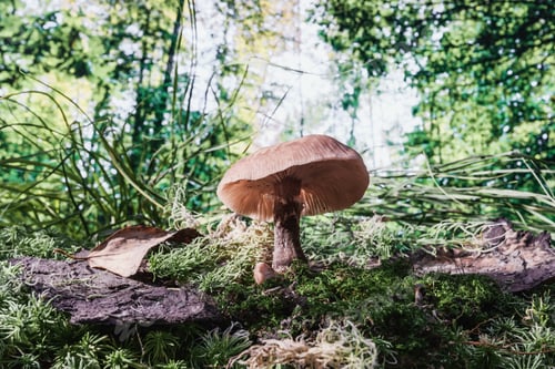 Preview: Edible Mushrooms In The Grass- Nature Background. Forest Landscape.