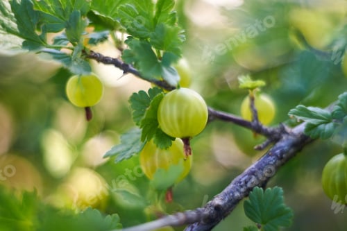 Preview: gooseberry branch with berries. Fresh gooseberries on a bush. Shot on a helios, bokeh