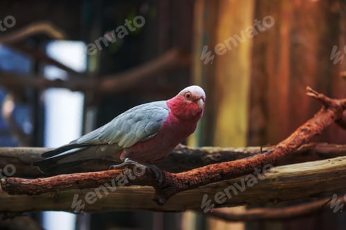 Preview: bird, cockatoo galah, parrot, pet