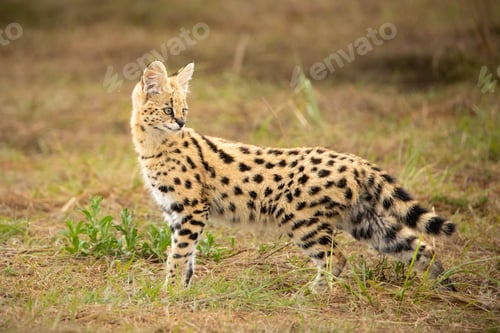 Preview: Closeup of a Serval in a forest