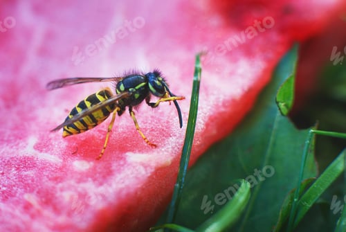 Preview: wasp on a watermelon close up on a grass background. A wasp macro.