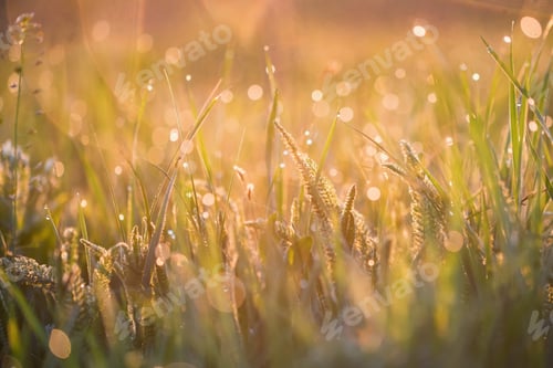 Preview: Beautiful background with morning dew on grass close