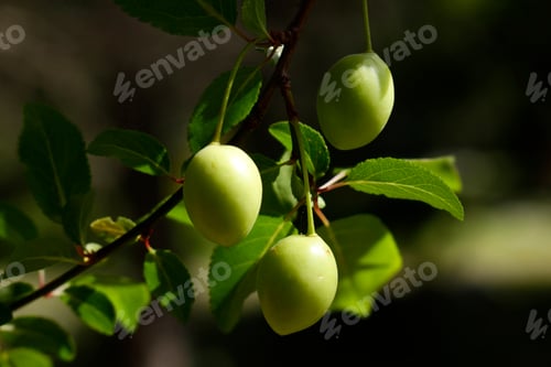 Preview: green plums on tree branch