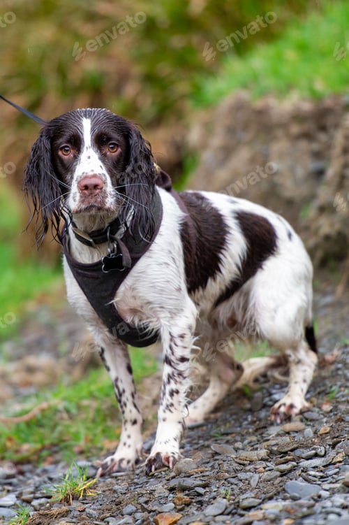 Preview: Cocker spaniel stands on rocks in lush green grass in the foreground of a grassy hill