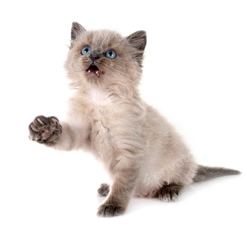 Preview: siamese kitten in studio