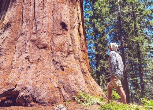 Preview: Sequoia