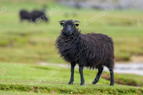 Preview: Black sheep standing in a field