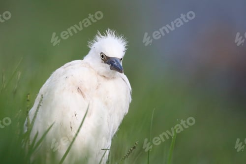 Preview: A baby Little Egret.. found on the road, caught and released by a water source..