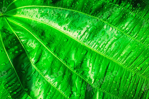 Preview: Rain drop on green leaf texture. Fresh nature, abstract background.