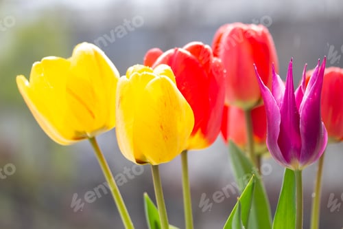 Preview: Nice tulips in the garden