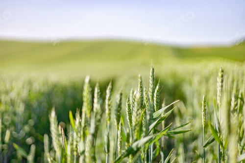 Preview: Green Wheat Field Horizon