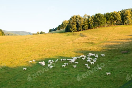Preview: Herd of hungry cows grazes on pasture near lush trees