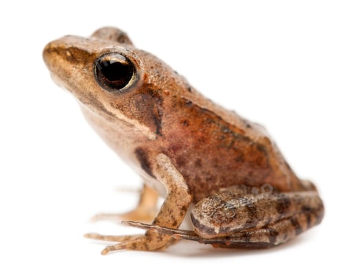 Preview: Young Common Frog, Rana temporaria, in front of white background