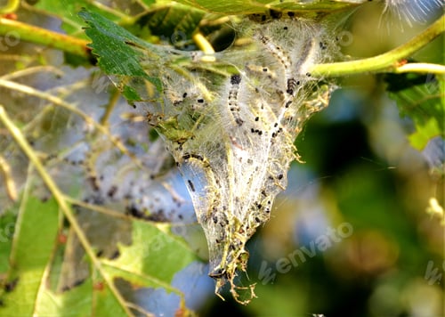 Preview: caterpillar nest with canvas