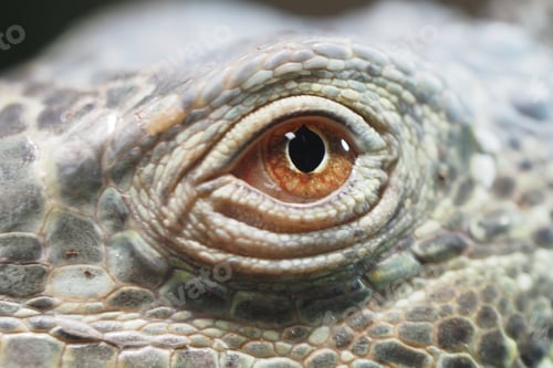 Preview: Close-up of a reptile eye in natural habitat