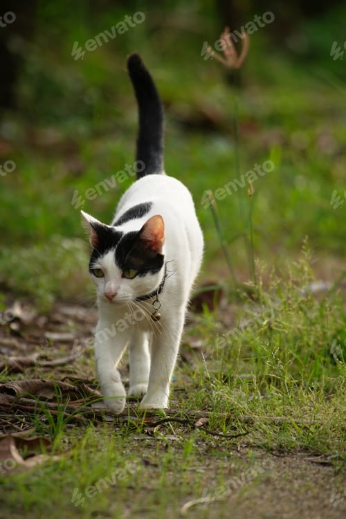 Preview: Portrait of a beautiful pet cat