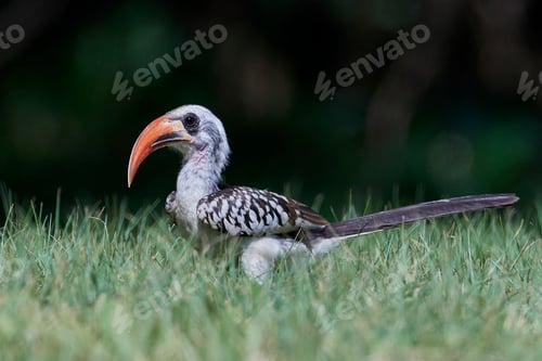 Preview: Western red-billed hornbill (Tockus kempi)