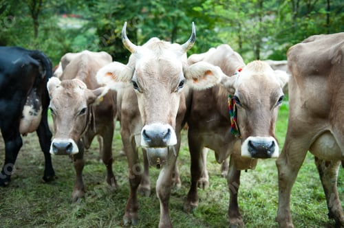 Preview: Cow with horns sharp
