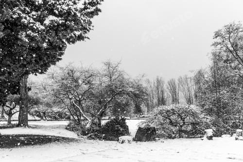 Preview: Snow Fall Around Tree On A Hill In West Seattle, Washington.