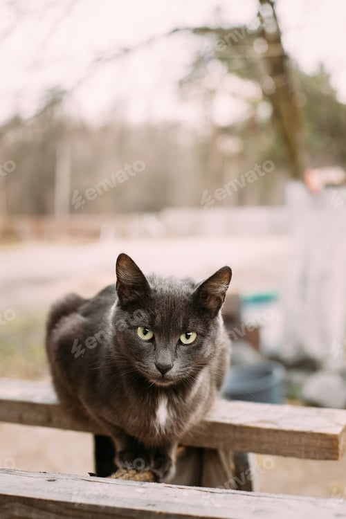 Preview: Russian Blue Cat Kitten With Green Eyes Sitting On Wooden Board