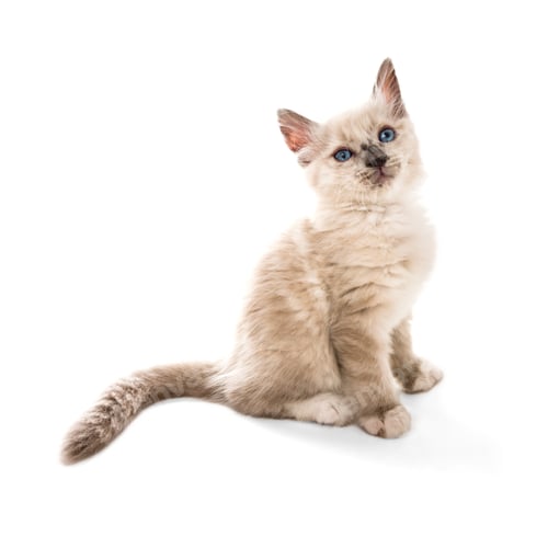 Preview: cat, kitten, pet, isolate