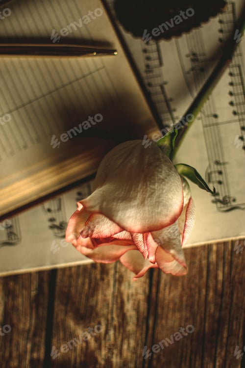 Preview: Vertical shot of a single rose sits atop a piece of sheet music