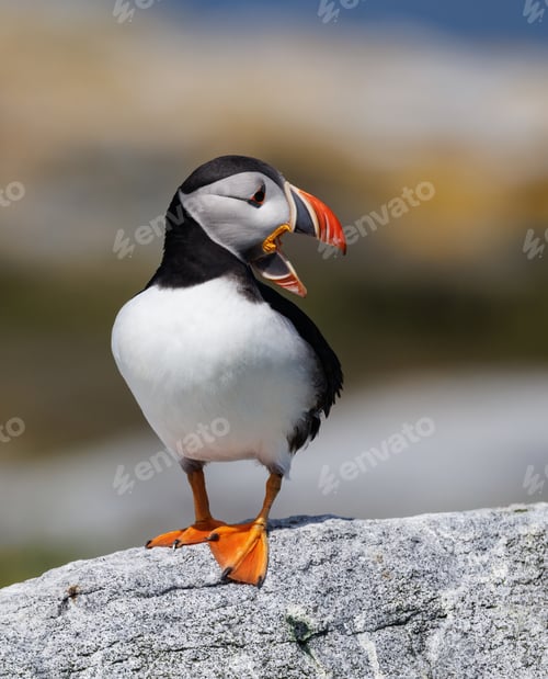 Preview: Atlantic Puffin Portrait in Maine