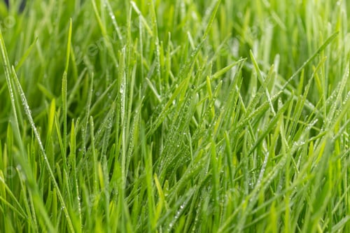 Preview: Fresh green grass with dew drops closeup. Nature Background