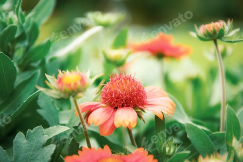 Preview: Orange flowers of blooming in winter