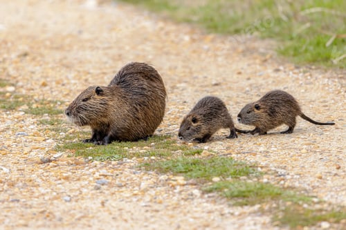 Preview: Nutria aquatic rodent with young