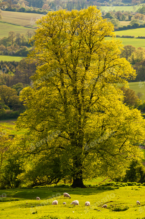 Preview: Autumn tree, Winchcombe, The Cotswolds, Gloucestershire, England, United Kingdom, Europe
