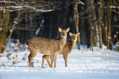 Preview: Female roe deer in the winter forest. Animal in natural habitat
