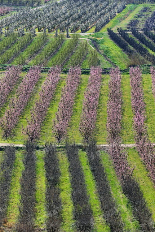 Preview: Flowering field of peach trees in Lleida