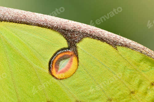 Preview: Close up of Comet moth, large nocturnal butterfly