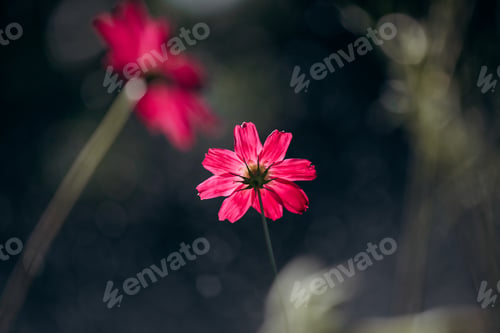 Preview: Nature cosmos flower wallpaper background.