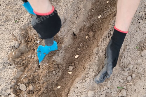Preview: Springtime spring seasonal work, planting in cultivated soil of pumpkin seed